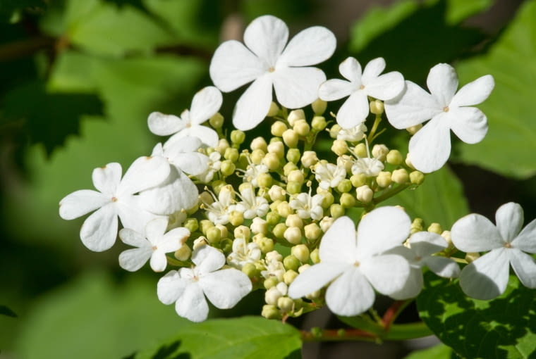 Kalina 'Xanthocarpum'