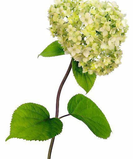 Hortensja krzewiasta 'Annabelle'. Hortensja krzewiasta 'Annabelle'.