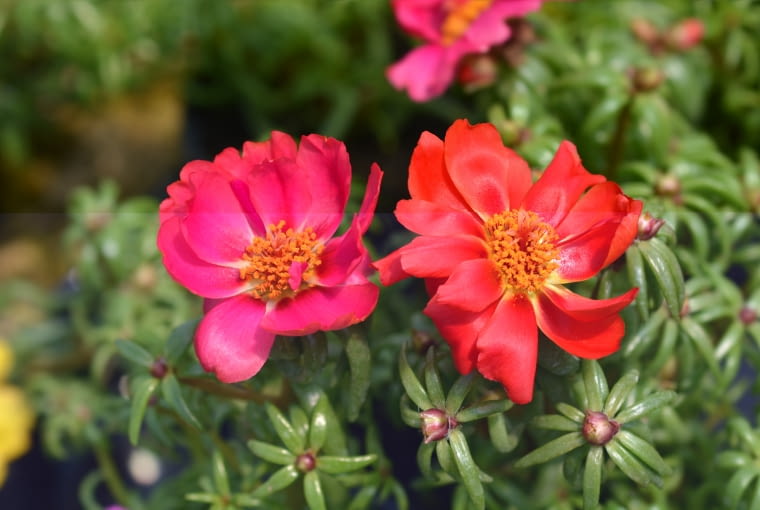 Portulakia wielokwiatowa