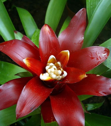 Guzmania lingulata o ciemnym kwiatostanie. guzmania