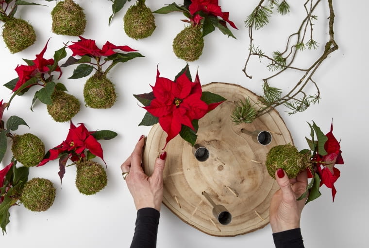 Krok 4: Delikatnie włóż drewniane patyczki do kokedamy z poinsecjami, tak aby były na tej samej wysokości.