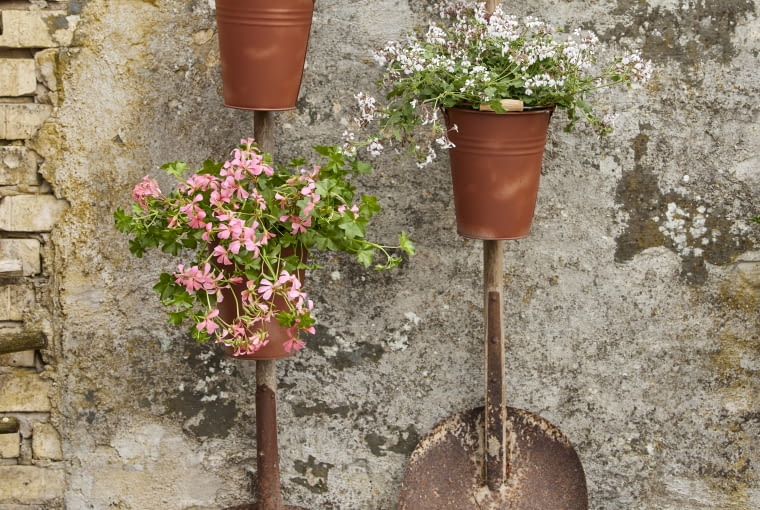 Kompozycje z pelargoniami Kompozycje z pelargoniami