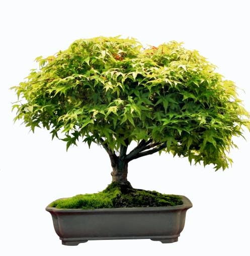 Klon palmowy 02.09.2005 WARSZAWA WARSZAWSKIE CENTRUM EXPO XXI UL.PRADZYNSKIEGO 12 / 14