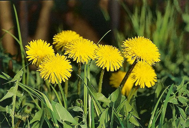 Mniszek lekarski - chwast MNISZEK LEKARSKI TARAXACUM OFFICINALE CHWAST ROSLINA UZYTKOWA FOT. LILIANNA SOKOLOWSKA SLAJD MALY PUBLIKACJA KWIETNIK NR 7 (127) - 7.2005