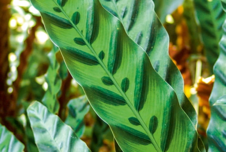 Kalatea lancetolistna (Calathea lancifolia)