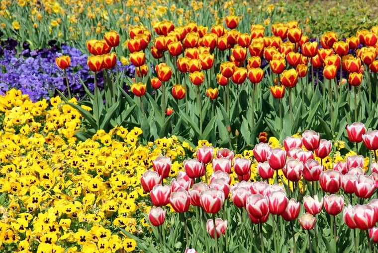 Kompozycje z tulipanów Kompozycje z tulipanów