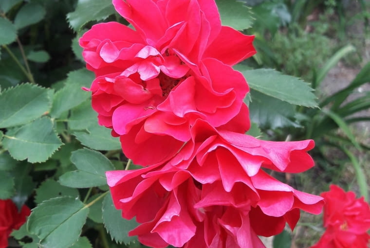 Róża parkowa 'John Franklin'