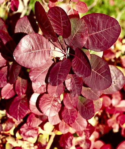 Perukowiec podolski ROSLINA KRZEW PERUKOWIEC PODOLSKI COTINUS COGGYGRIA FOT. KATARZYNA JODLOWSKA PUBLIKACJA OGRODY NR 4 (108) - 4 2008