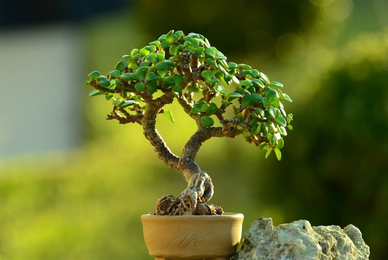 Portulacaria afra bonsai Portulacaria afra bonsai