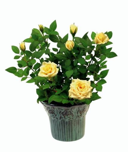 Amalfi 10.10.2003 WARSZAWA ANIN CENTRUM OGRODNICZE SWIAT ROSLIN WLASNOSC IZABELA I ANDRZEJ KASZUBA ROSLINY DONICZKOWE ROZA MINIATUROWA AMALFI