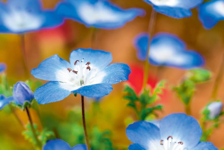 Porcelanka Menziesa, Nemophila menziesii Porcelanka Menziesa, Nemophila menziesii