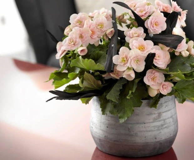 Begonia zimowa Begonia zimowa