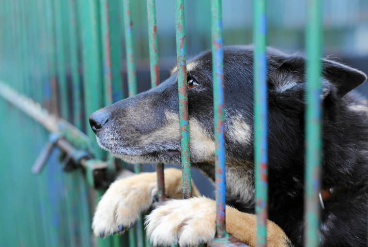 03.10.2015 Czestochowa , ulica Gilowa . Schronisko dla bezdomnych zwierzat . Fot . Maciek Skowronek / Agencja Gazeta SLOWA KLUCZOWE: schronisko zwierzeta pies