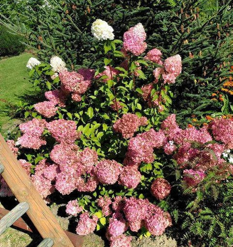 Kwiatostany tej hortensji są zazwyczaj dwu,a nawet trójbarwne