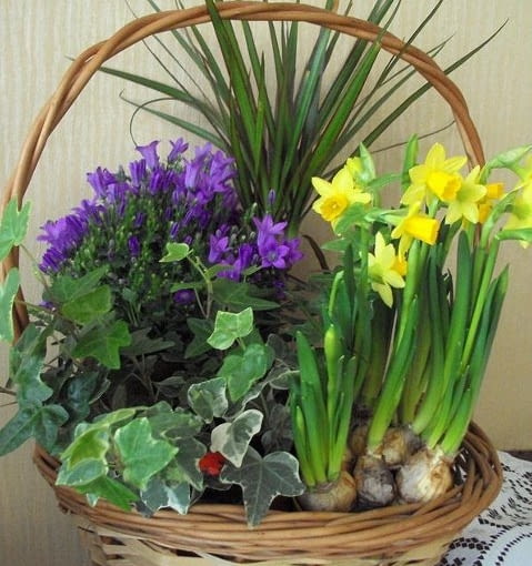 Wiosenny koszyczek żonkile, kwiaty domowe