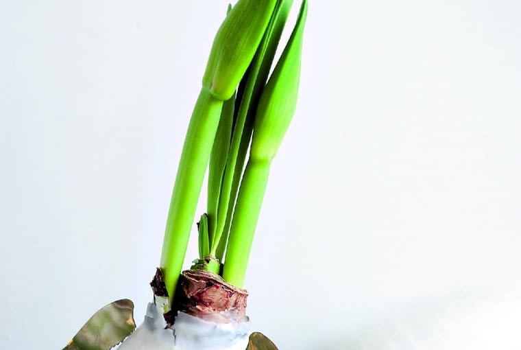 Cebuli hippeastrum w woskowym 'ubranku' niepotrzebne jest podłoże. I bez niego wyda pędy kwiatowe. Cebuli hippeastrum w woskowym 'ubranku' niepotrzebne jest podłoże. I bez niego wyda pędy kwiatowe.