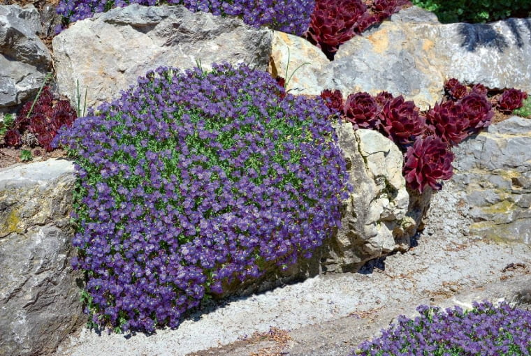 Żagwin ogrodowy - Aubrieta cultorum Żagwin ogrodowy - Aubrieta cultorum