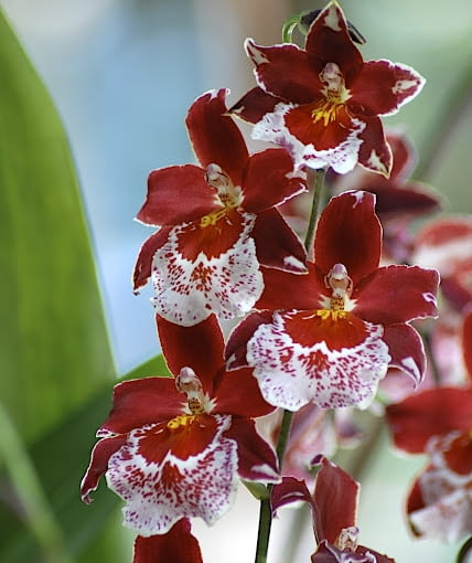 Cambria - ta nazwa obejmuje grupę storczyków, będących mieszańcami międzygatunkowymi. Te rosliny należą do mało kłopotliwych w uprawie.
