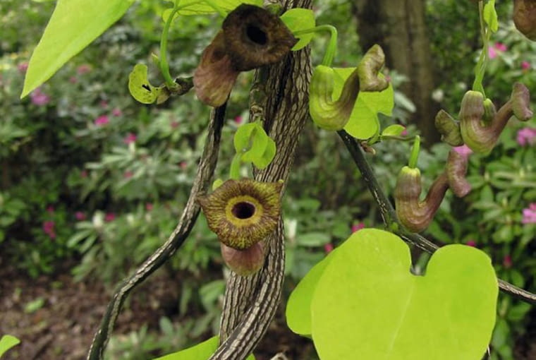 Kokornak wielkolistny. Pnącza do cienia Aristolochia macrophylla SLOWA KLUCZOWE: pnącza inne