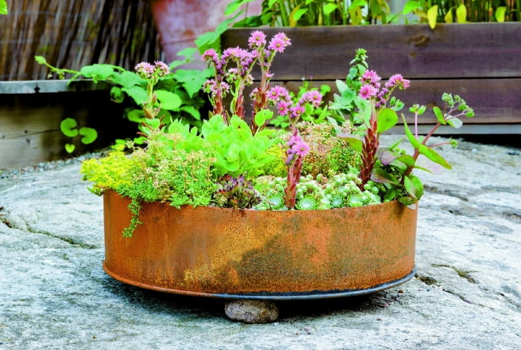 Obręcz koła traktora okazała się dobrą misą dla rozchodników. To nic, że zardzewiała - w tym wypadku rdza nie szkodzi!