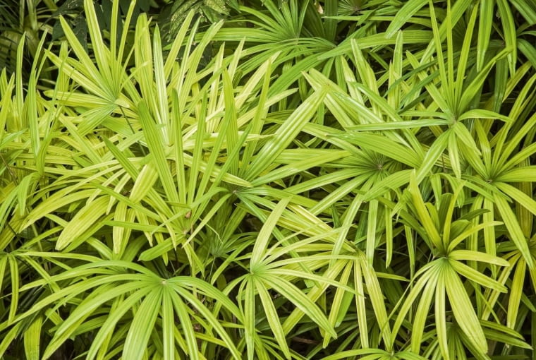 Raphis wyniosły (Raphis excelsa)
