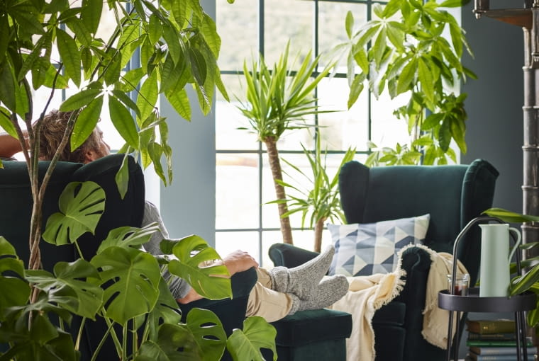 Kwiaty doniczkowe oprócz ozdoby pełnią funkcję oczyszczacza powietrza Salon wśród zieleni