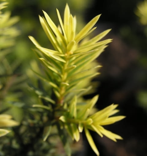 Cis pospolity (Taxus baccata) 'Fastigiata aurea' Cis pospolity (Taxus baccata) 'Fastigiata aurea'