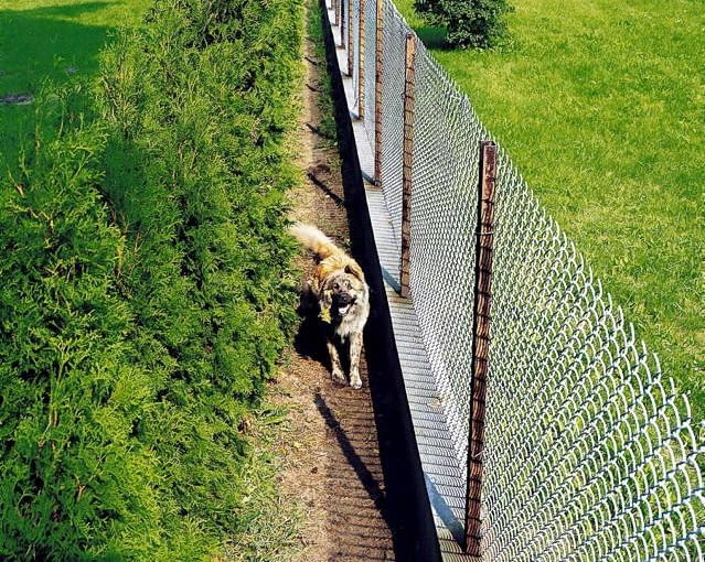 PLOT METALOWY SIATKA METALOWA OGRODZENIE SCIEZKA DLA PSA PIES ZWIERZE SSAK ZYWOPLOT ZYWOTNIK TUJA THUJA