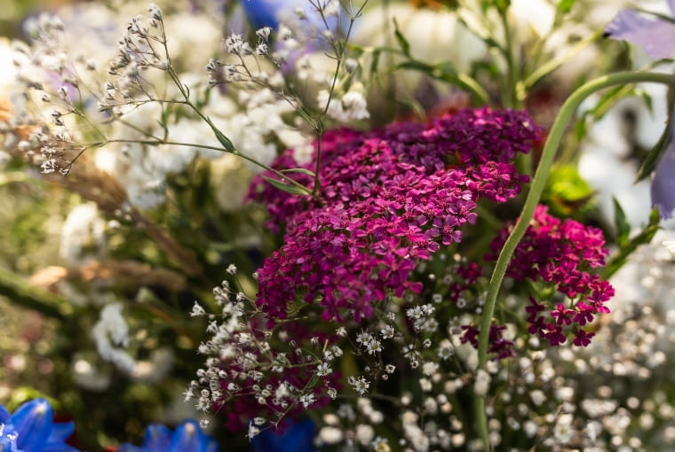 Chabry w bukiecie Chabry w bukiecie