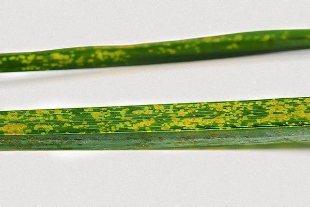 Plamistość liści palmy Plamistość liści palmy