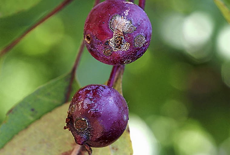 Parch na owocach jabłoni ozdobnej Parch na owocach jabłoni ozdobnej