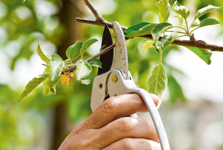 Gatunki owocowe. Jabłonie i grusze zdążyły wypuścić dużo silnych jednorocznych pędów (tzw. wilków), na których w tym roku nie urodzą się owoce. Te, które rosną na wierzchołku lub mocno zagęszczają wnętrze korony, wycinamy w całości. Pozostawiamy tylko kilka wyrastających z boku korony, skracając je nad 2.-3. oczkiem (licząc od podstawy pędu). U winorośli skracamy nieco pędy wyrastające ponad młodymi gronami owoców.