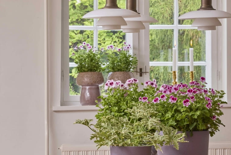 Pelargonie jako kwiaty wielkanocne