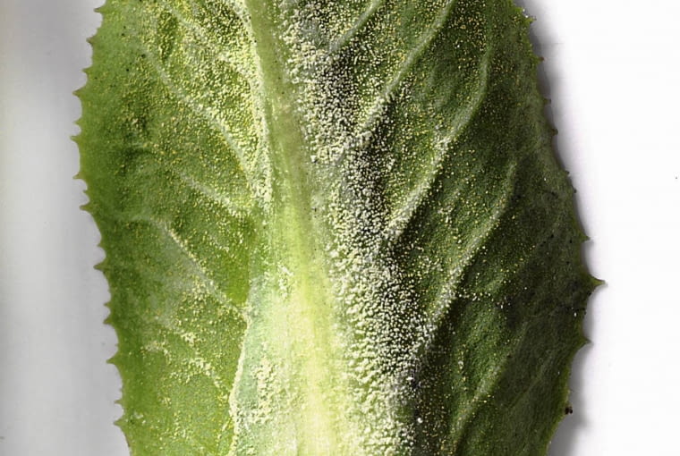 Mączniak rzekomy na pierwiosnku