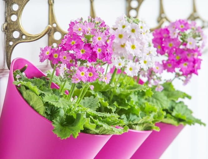 Pierwiosnek pierwiosnek