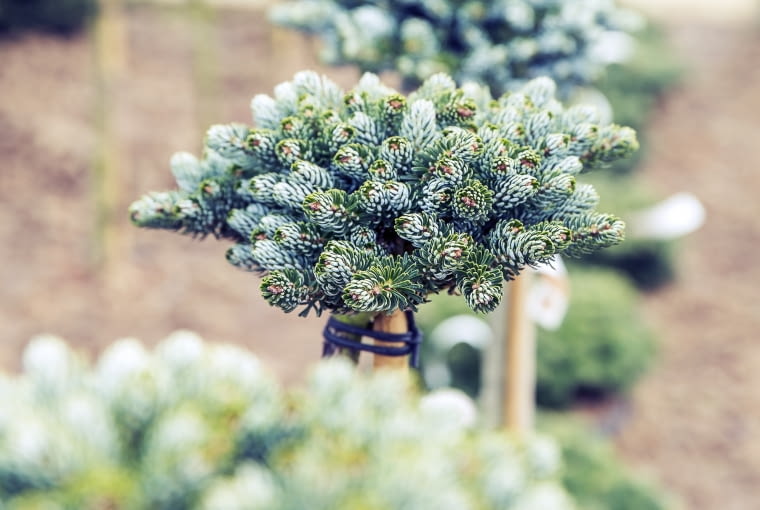 Jodła koreańska 'Kohout's Icebreaker'