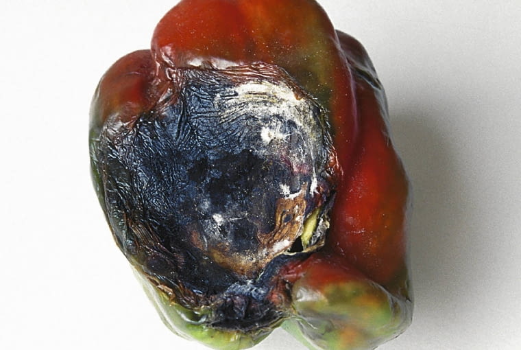 Gnicie owoców papryki porażonej szarą pleśnią. Gnicie owoców papryki porażonej szarą pleśnią.