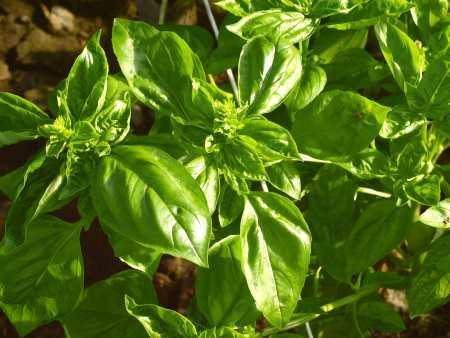 07.08.2003 NADARZYN OGROD ZIOLOWY ZIOLA BAZYLIA ODMIANA GENOVESE