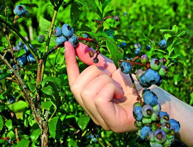 Borówka amerykańska to nie tylko ładny krzew. Ma również wiele walorów zdrowotnych Borówka amerykańska to nie tylko ładny krzew. Ma również wiele walorów zdrowotnych