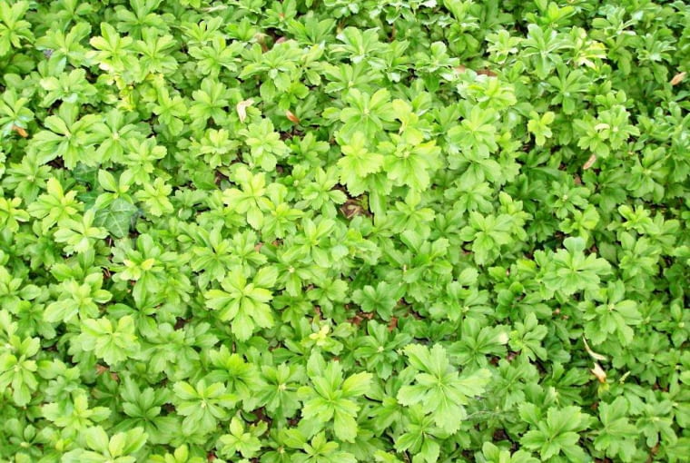 Najlepsze gatunki na rabatę w przedogródku shutterstock_56511010_Marcy Witkowski