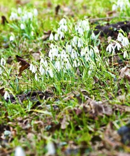 Przebiśniegi dobrze się czują w cieniu lub półcieniu, pod koronami drzew. Najlepiej rosną na żyznym, lekkim i próchnicznym podłożu. Kwitną od lutego do kwietnia Przebiśniegi dobrze się czują w cieniu lub półcieniu, pod koronami drzew. Najlepiej rosną na żyznym, lekkim i próchnicznym podłożu. Kwitną od lutego do kwietnia