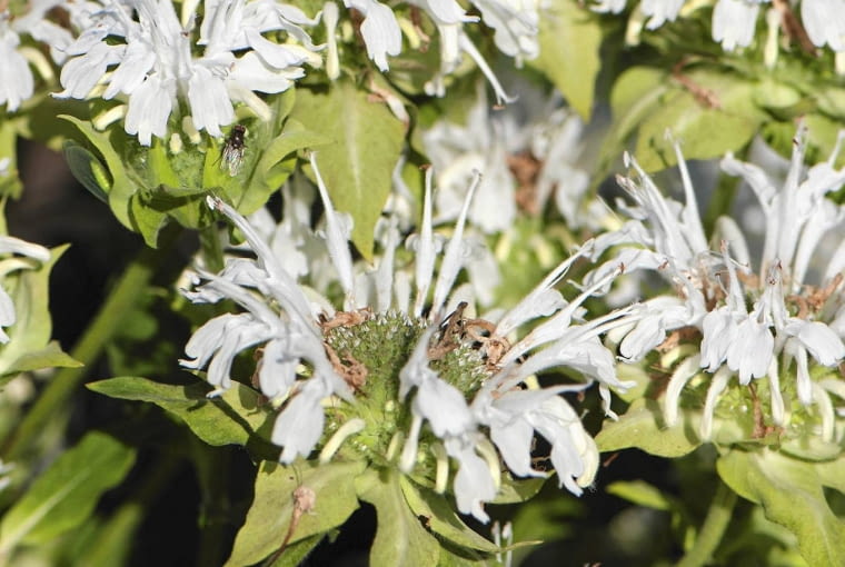 PYSZNOGŁÓWKA 'SCHNEEWITTCHEN' PYSZNOGŁÓWKA 'SCHNEEWITTCHEN'