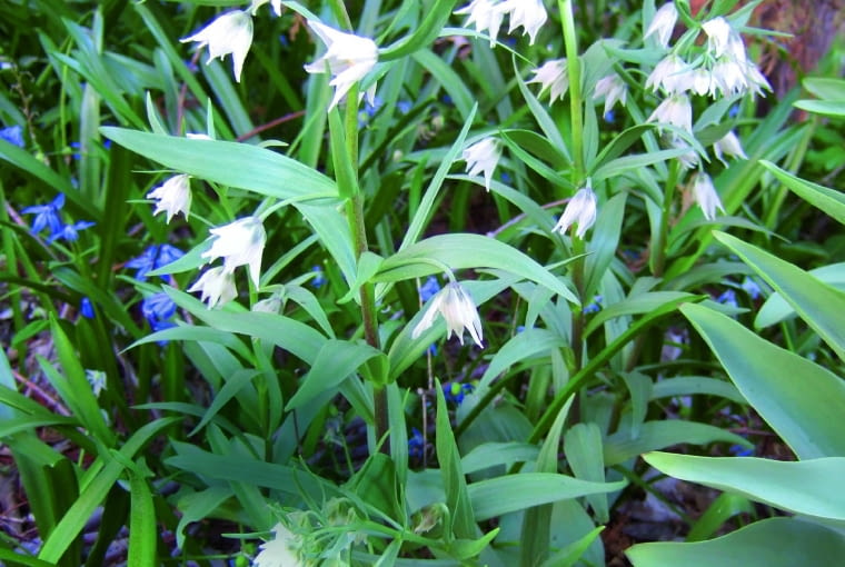 Fritillaria sewerzowii w Afganistanie. Fritillaria sewerzowii w Afganistanie.