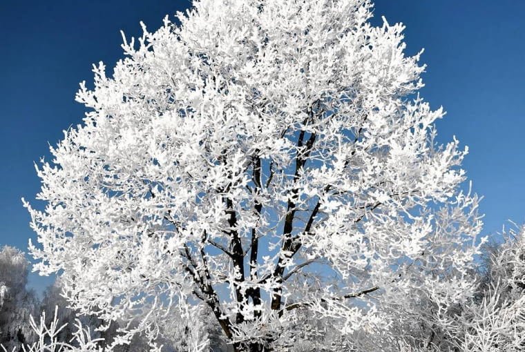 DRZEWA LIŚCIASTE tracą liście przed zimą, a ich soki gromadzą się w korzeniach DRZEWA LIŚCIASTE tracą liście przed zimą, a ich soki gromadzą się w korzeniach