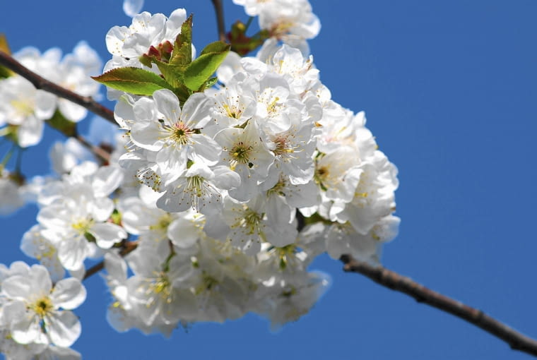 Wiśnia pospolita Wiśnia pospolita