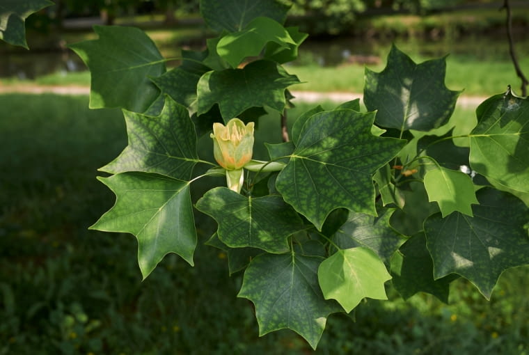 Tulipanowiec w okresie kwitnienia Cierpliwi, którzy zdecydują się poczekać, aż drzewo zakwitnie, doczekają się kwiatów po kilku latach. Tulipanowiec w okresie kwitnienia Cierpliwi, którzy zdecydują się poczekać, aż drzewo zakwitnie, doczekają się kwiatów po kilku latach.