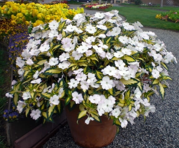 Niecierpek Sunpatiens