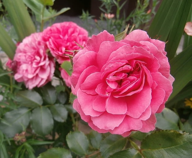 Róża wielkokwiatowa Róża wielkokwiatowa