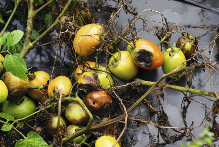 Zaraza ziemniaka na pomidorze