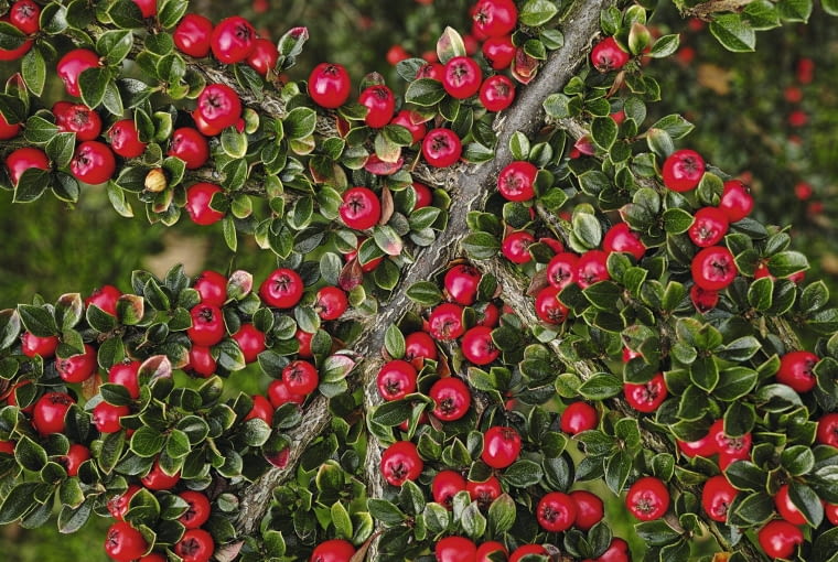 Irga pozioma (Cotoneaster horizontalis) Irga pozioma (Cotoneaster horizontalis)